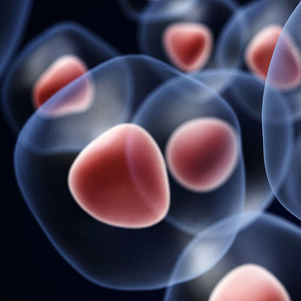 skin cells