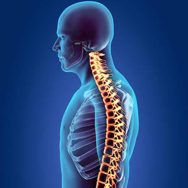 biology of degenerative disc
